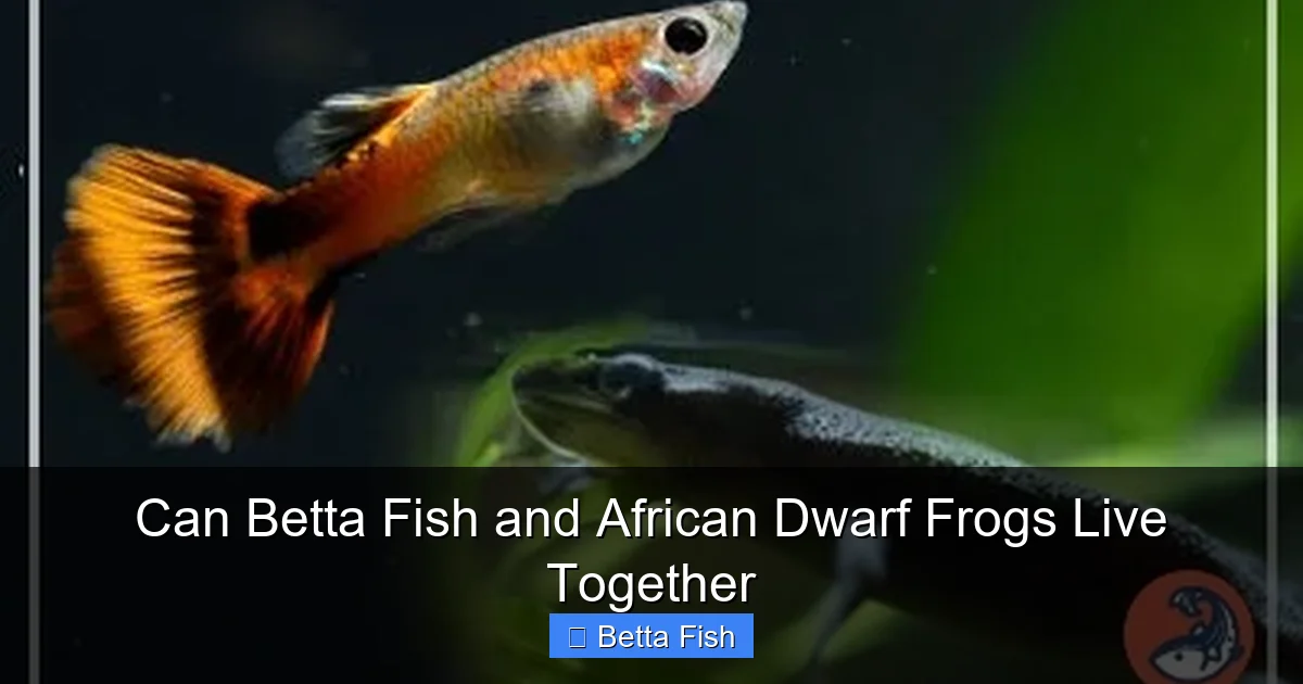 Can Betta Fish and African Dwarf Frogs Live Together