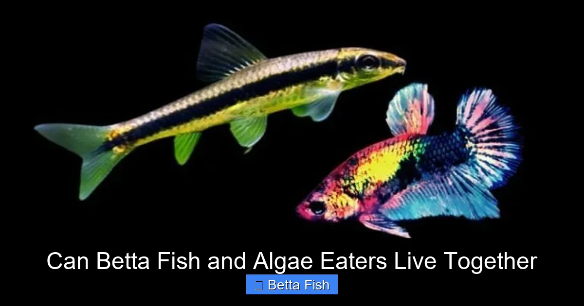 Can Betta Fish and Algae Eaters Live Together