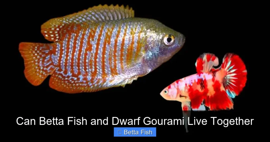 Can Betta Fish and Dwarf Gourami Live Together
