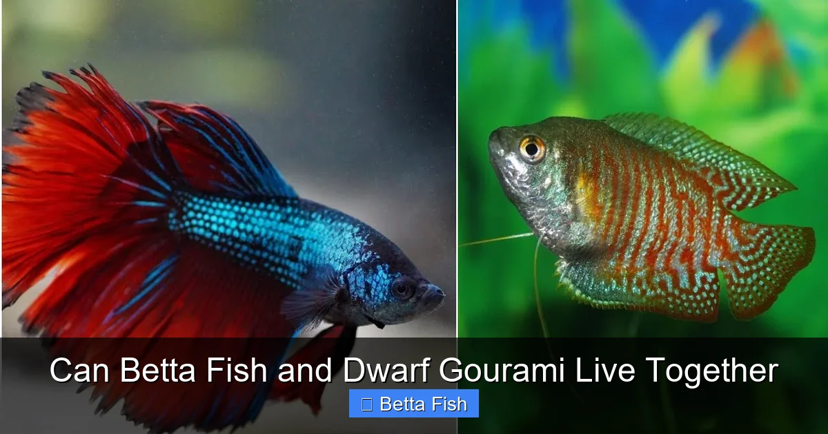 Can Betta Fish and Dwarf Gourami Live Together