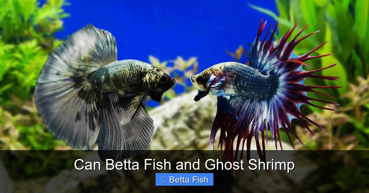 Can Betta Fish and Ghost Shrimp