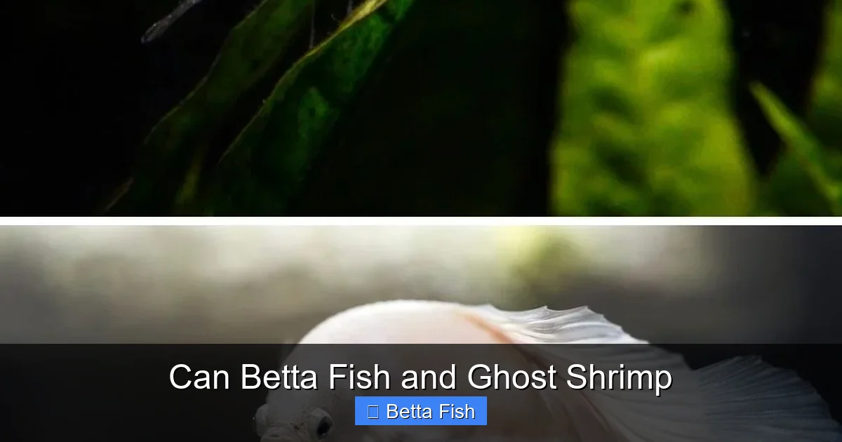 Can Betta Fish and Ghost Shrimp