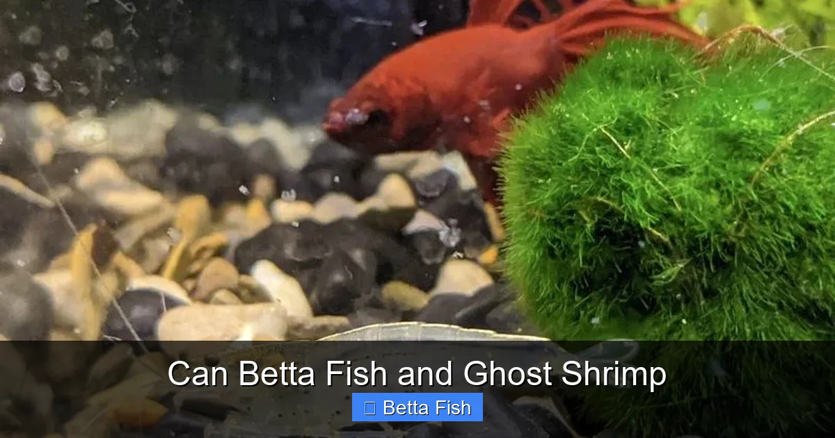 Can Betta Fish and Ghost Shrimp
