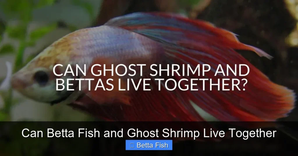 Can Betta Fish and Ghost Shrimp Live Together