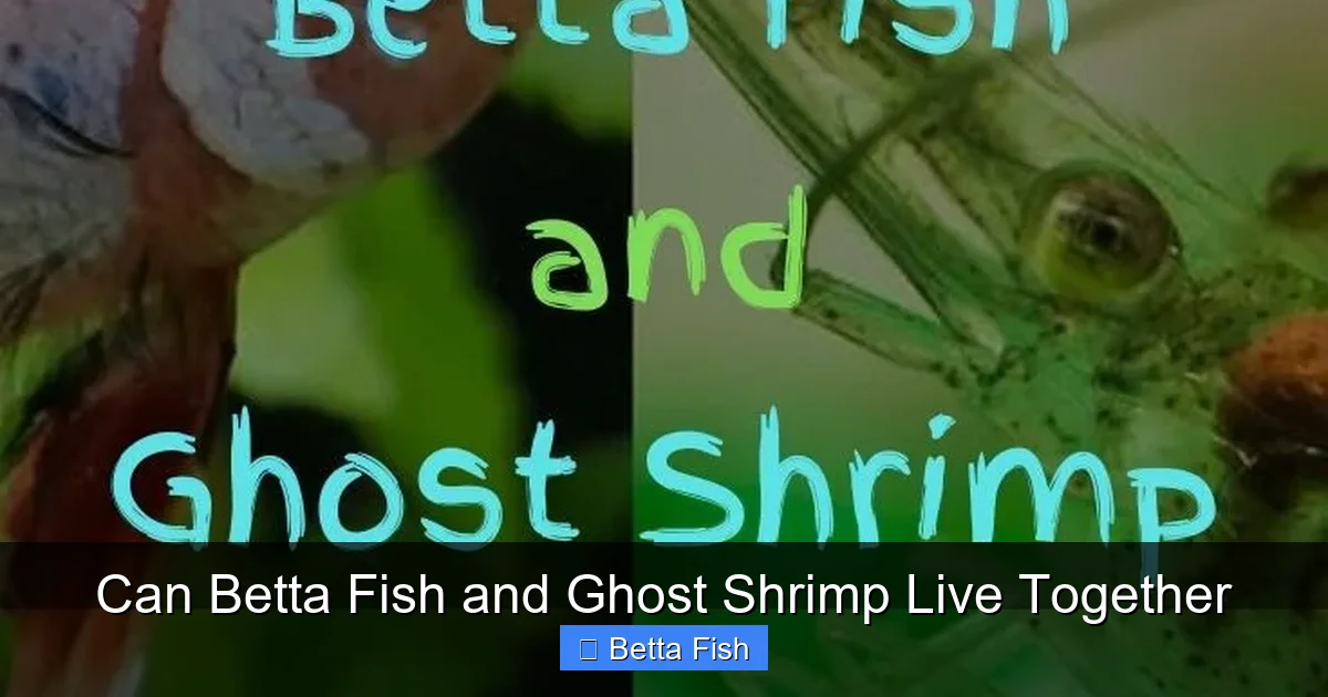 Can Betta Fish and Ghost Shrimp Live Together
