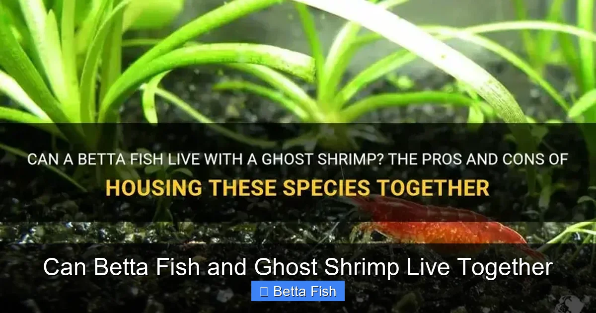 Can Betta Fish and Ghost Shrimp Live Together