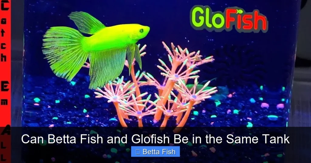 Can Betta Fish and Glofish Be in the Same Tank