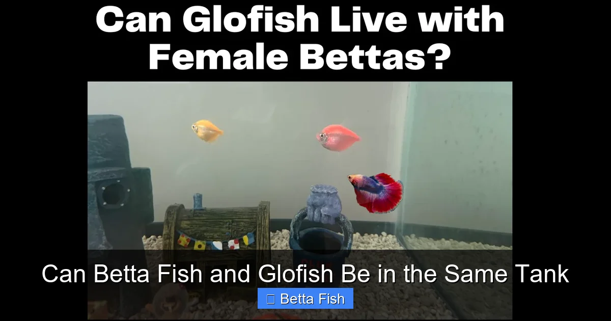 Can Betta Fish and Glofish Be in the Same Tank