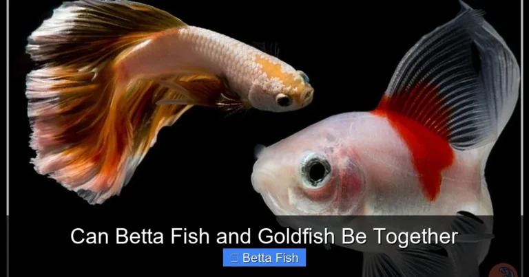 Can Betta Fish and Goldfish Be Together