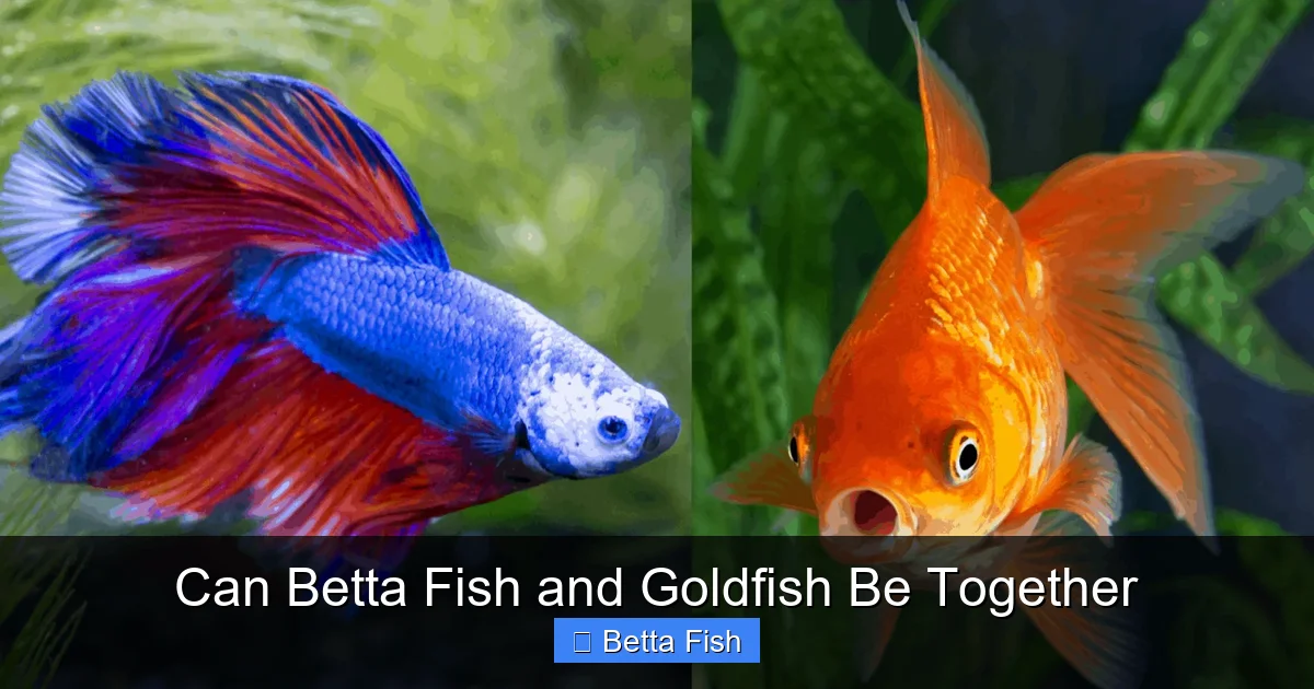 Can Betta Fish and Goldfish Be Together
