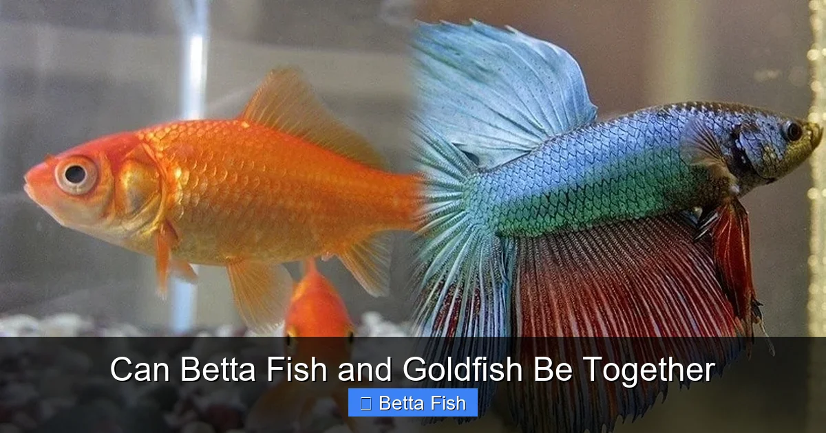 Can Betta Fish and Goldfish Be Together