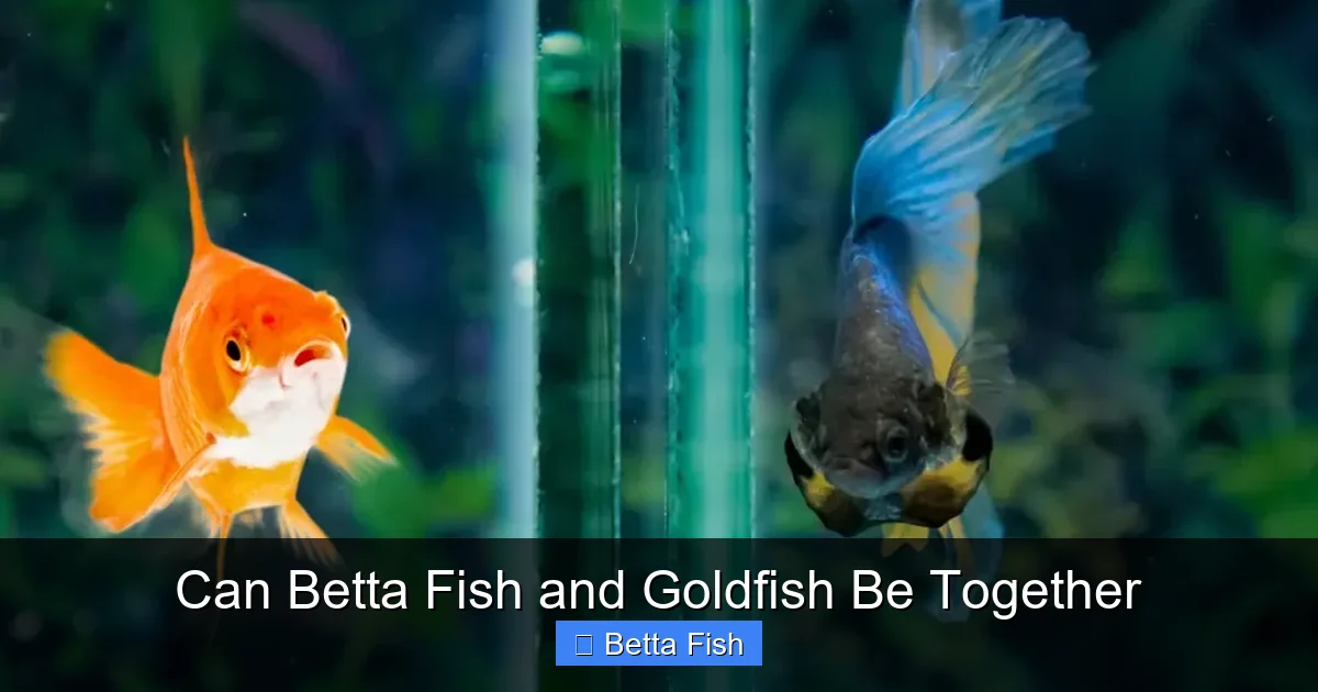 Can Betta Fish and Goldfish Be Together