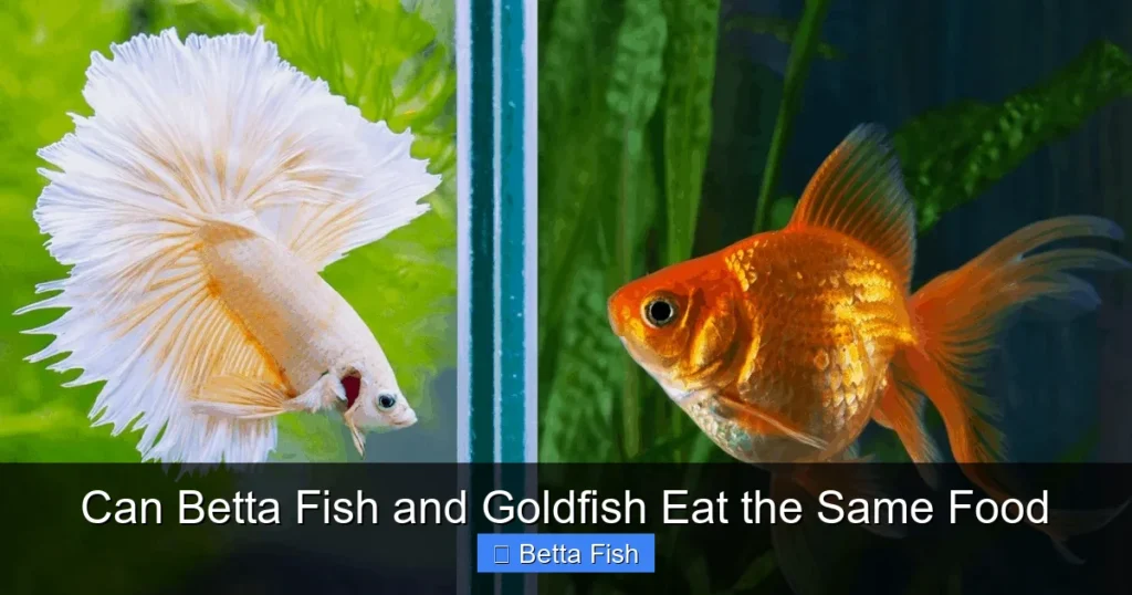 Can Betta Fish and Goldfish Eat the Same Food