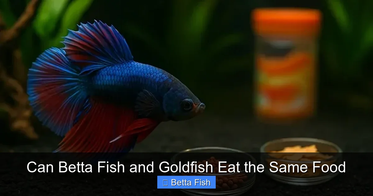 Can Betta Fish and Goldfish Eat the Same Food