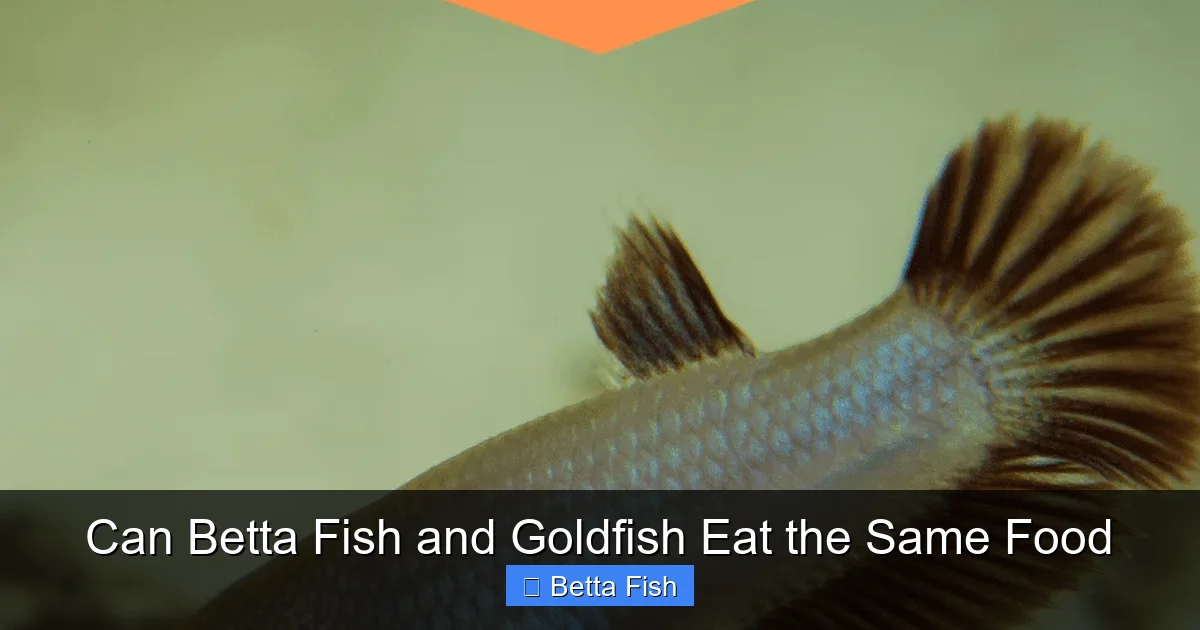 Can Betta Fish and Goldfish Eat the Same Food