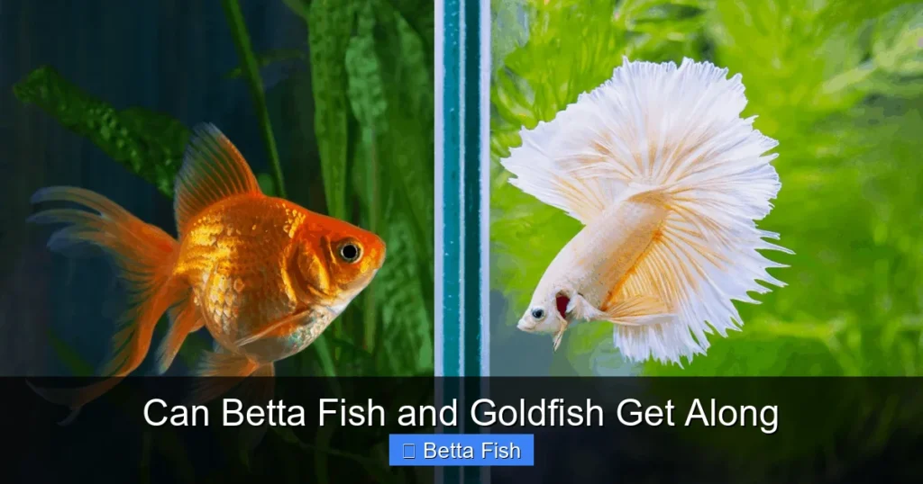 Can Betta Fish and Goldfish Get Along