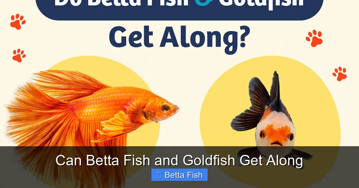 Can Betta Fish and Goldfish Get Along