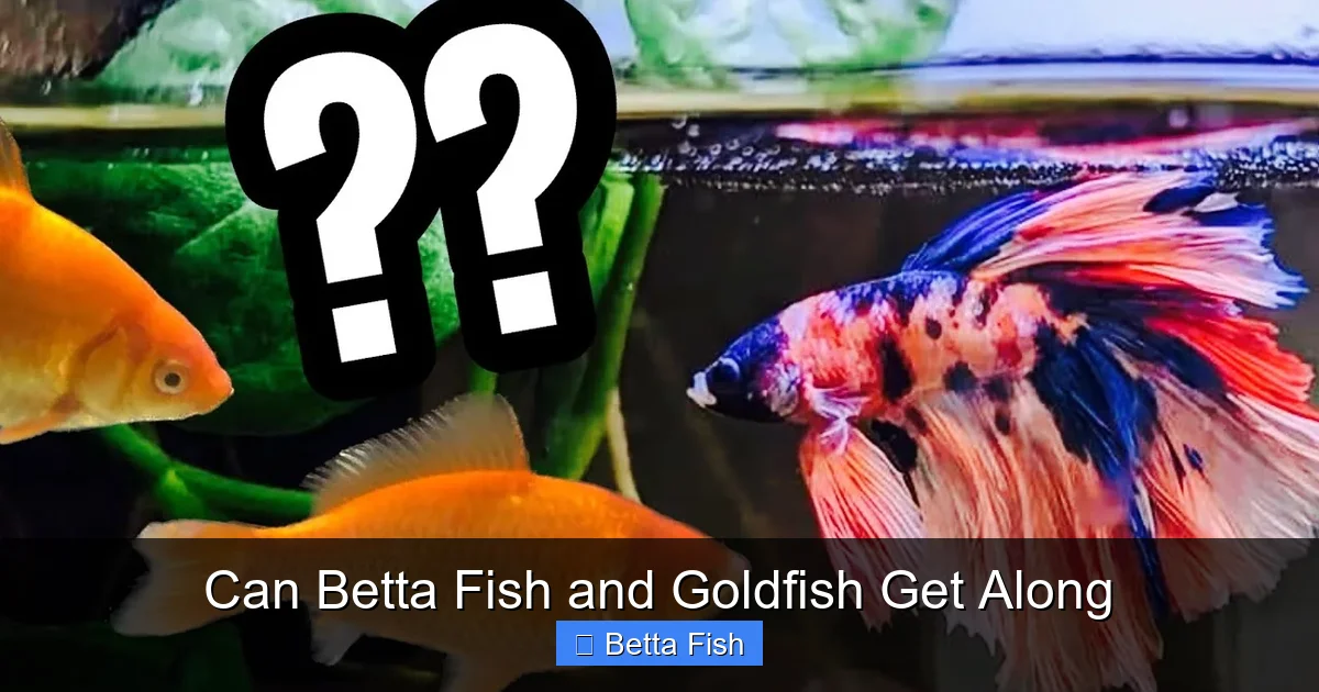 Can Betta Fish and Goldfish Get Along
