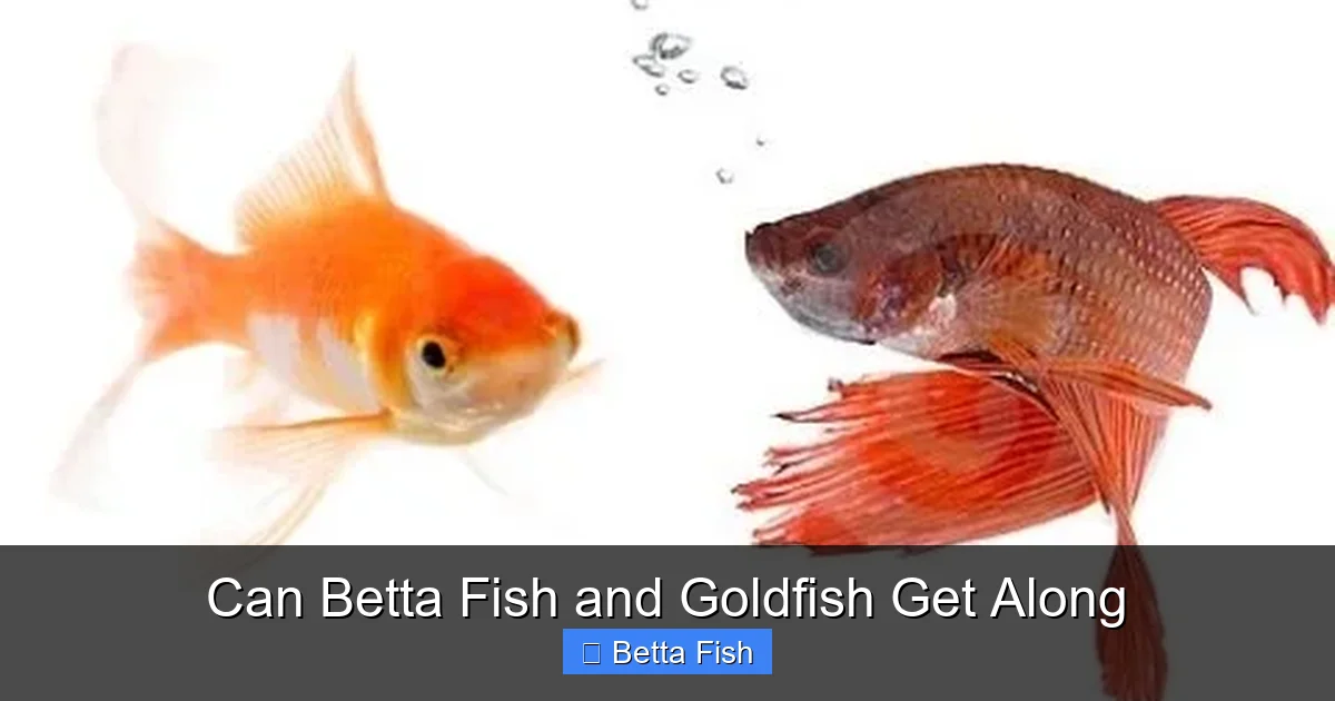 Can Betta Fish and Goldfish Get Along