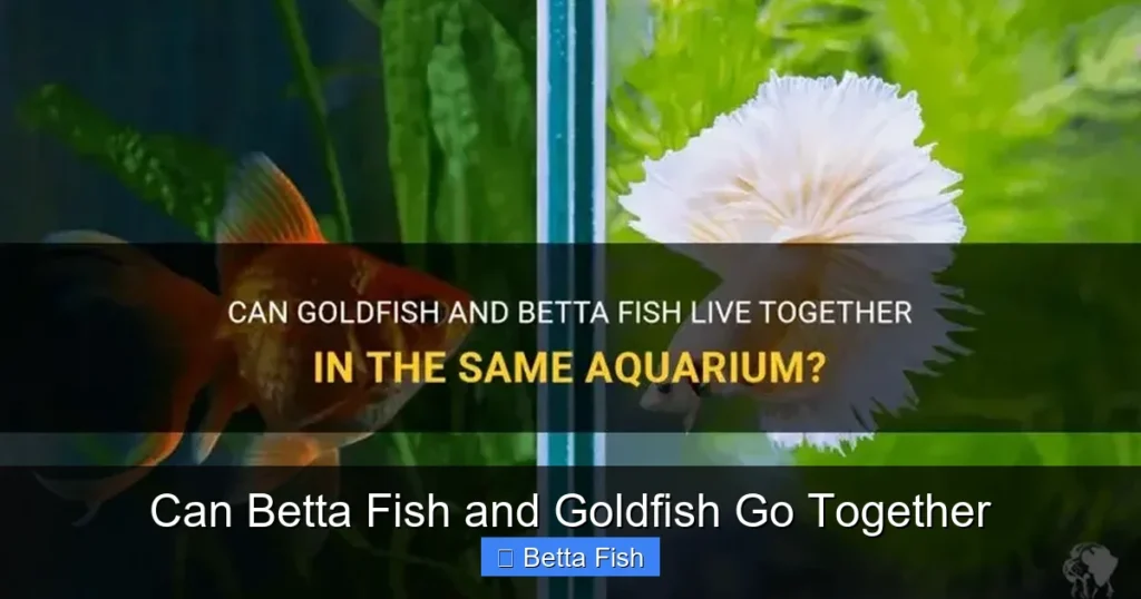 Can Betta Fish and Goldfish Go Together