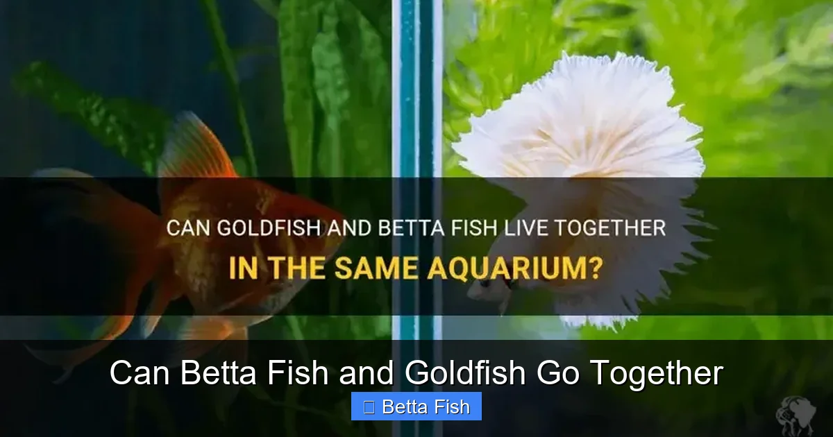 Can Betta Fish and Goldfish Go Together