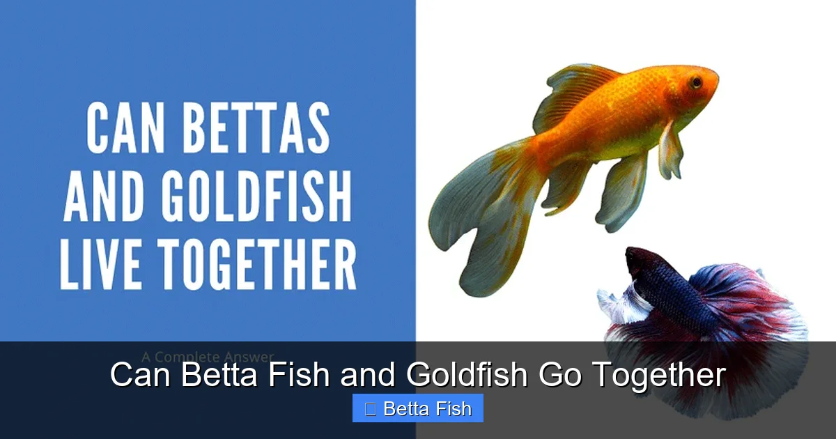 Can Betta Fish and Goldfish Go Together
