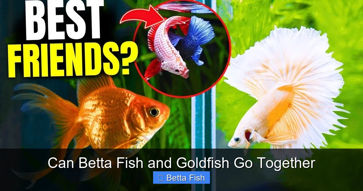 Can Betta Fish and Goldfish Go Together