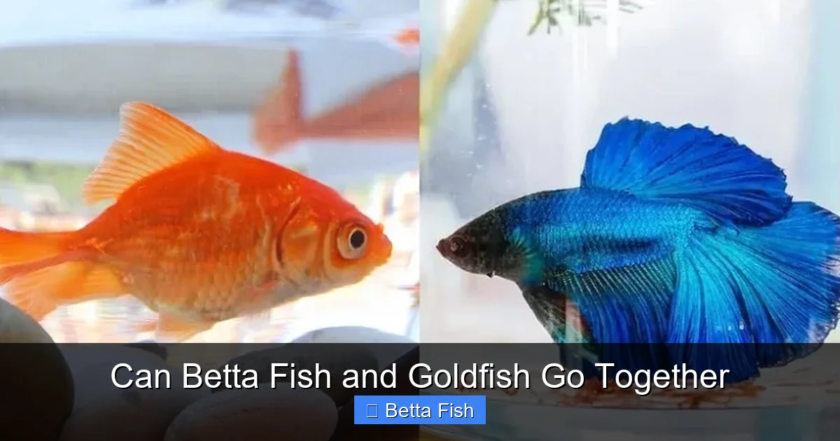 Can Betta Fish and Goldfish Go Together