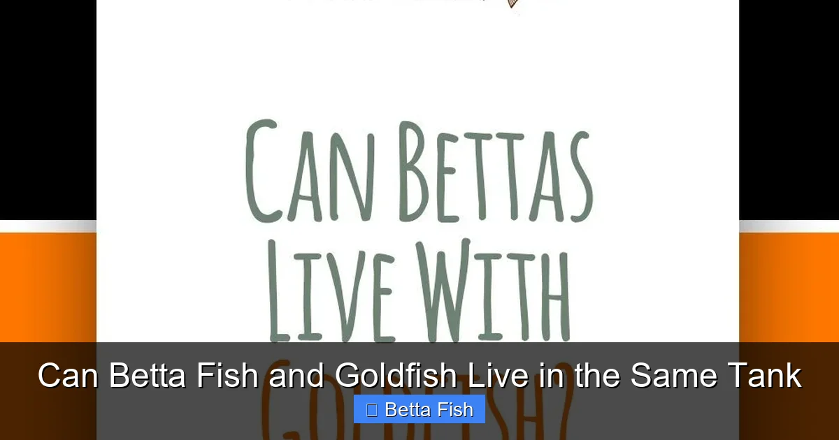 Can Betta Fish and Goldfish Live in the Same Tank