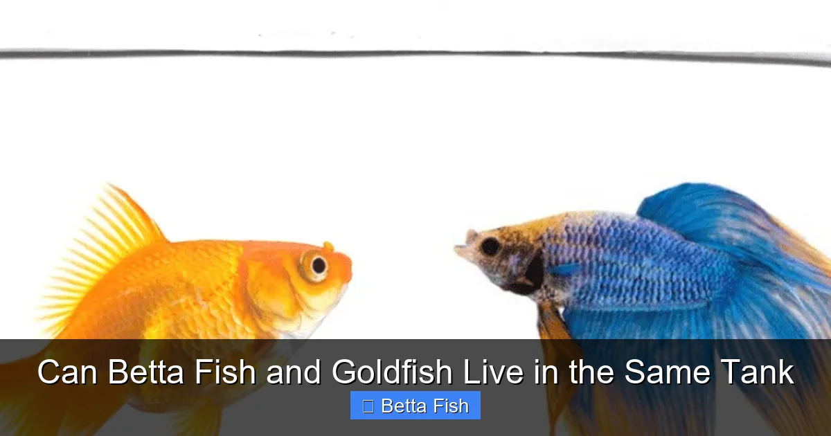Can Betta Fish and Goldfish Live in the Same Tank
