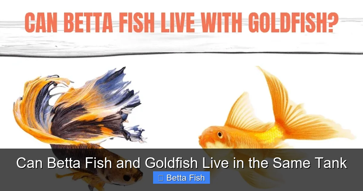 Can Betta Fish and Goldfish Live in the Same Tank