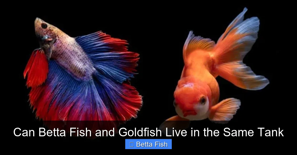 Can Betta Fish and Goldfish Live in the Same Tank