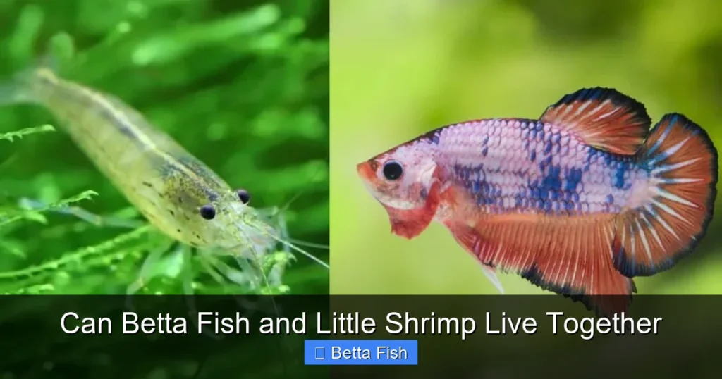 Can Betta Fish and Little Shrimp Live Together