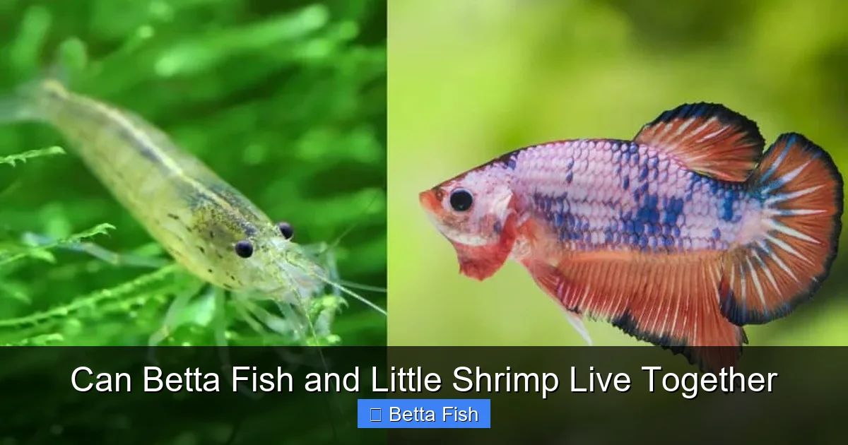 Can Betta Fish and Little Shrimp Live Together