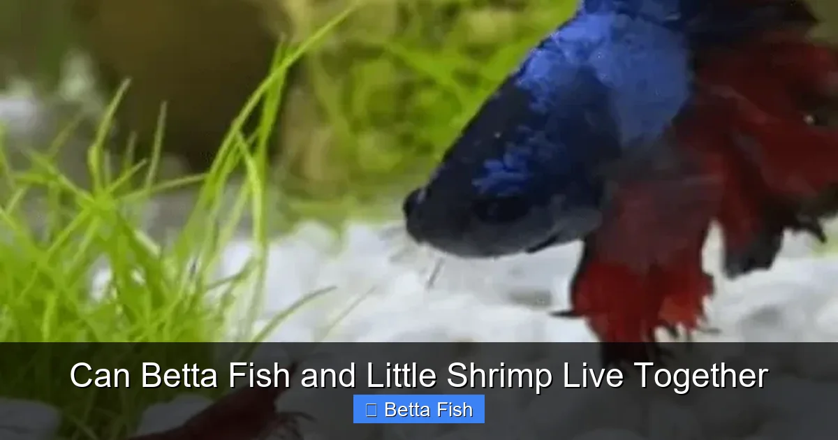 Can Betta Fish and Little Shrimp Live Together