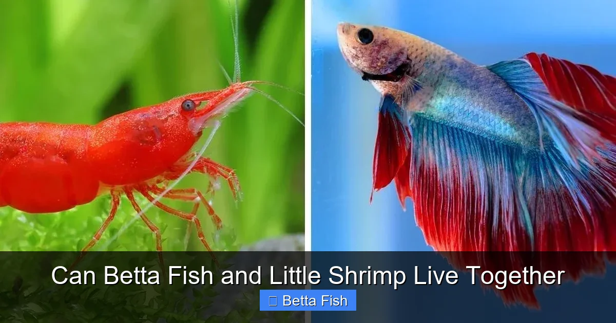 Can Betta Fish and Little Shrimp Live Together