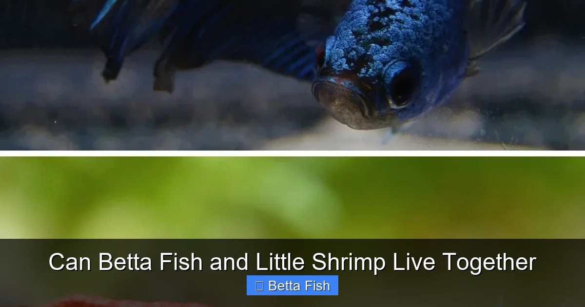 Can Betta Fish and Little Shrimp Live Together