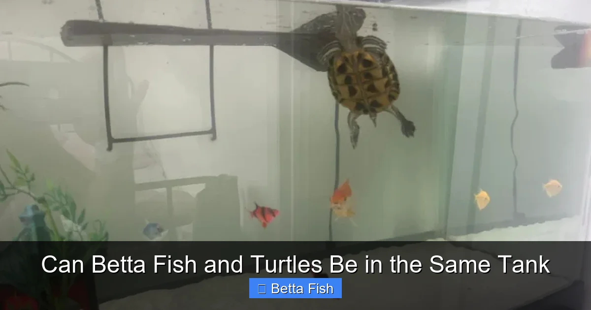Can Betta Fish and Turtles Be in the Same Tank