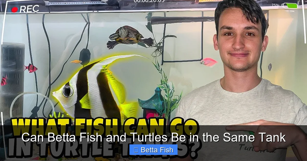 Can Betta Fish and Turtles Be in the Same Tank