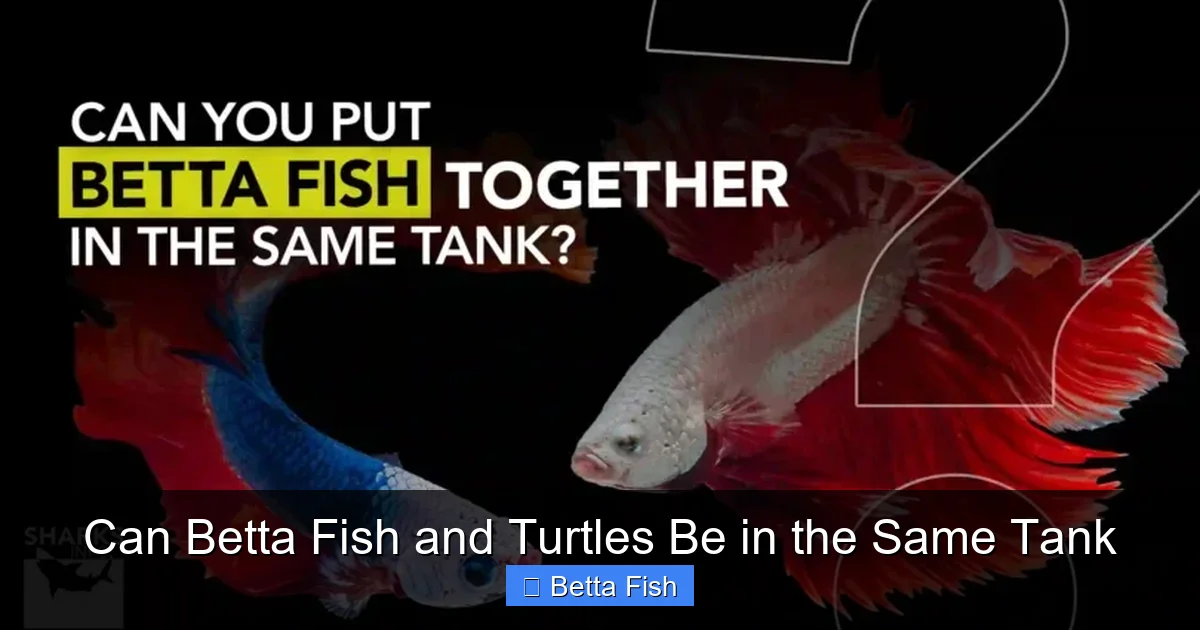 Can Betta Fish and Turtles Be in the Same Tank