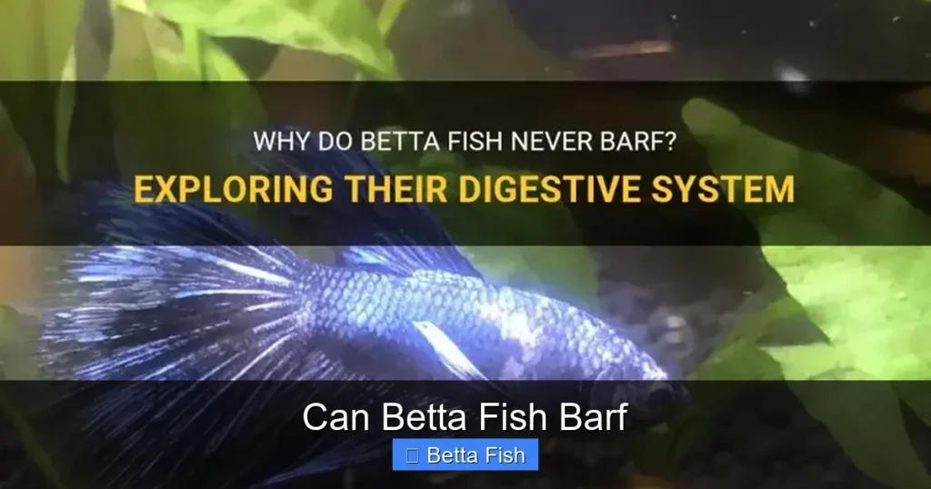 Can Betta Fish Barf