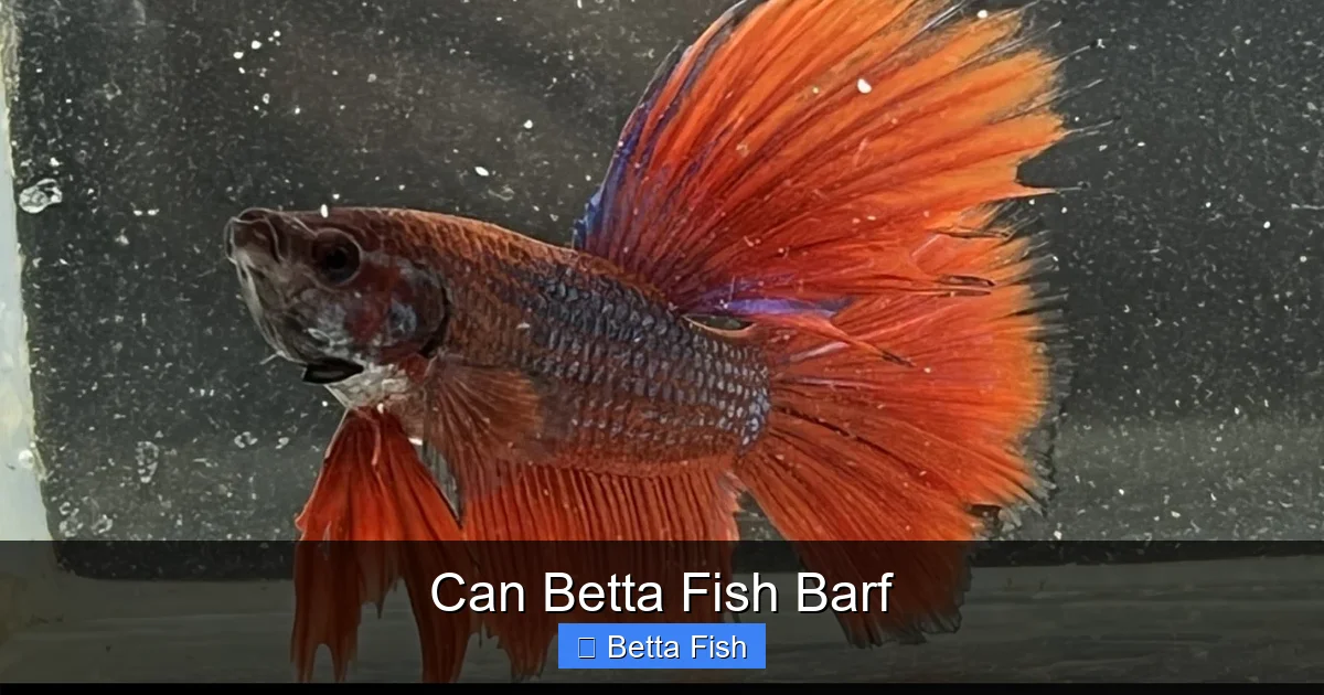 Can Betta Fish Barf