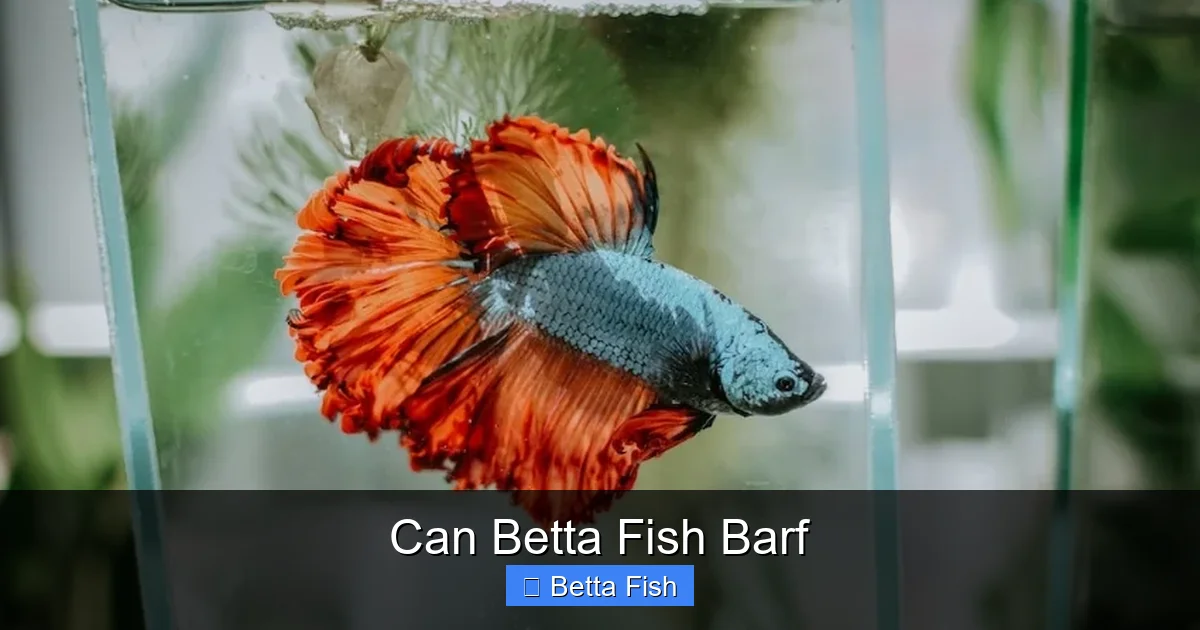 Can Betta Fish Barf