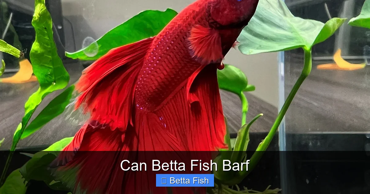 Can Betta Fish Barf