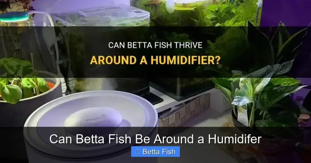 Can Betta Fish Be Around a Humidifer