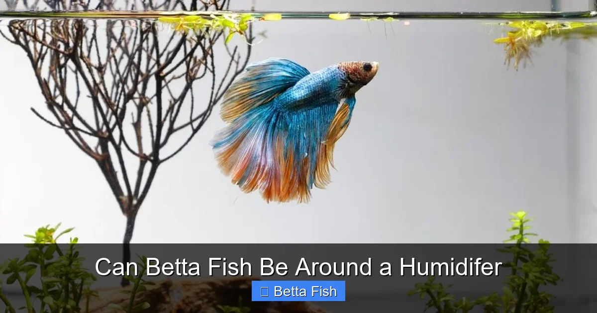 Can Betta Fish Be Around a Humidifer