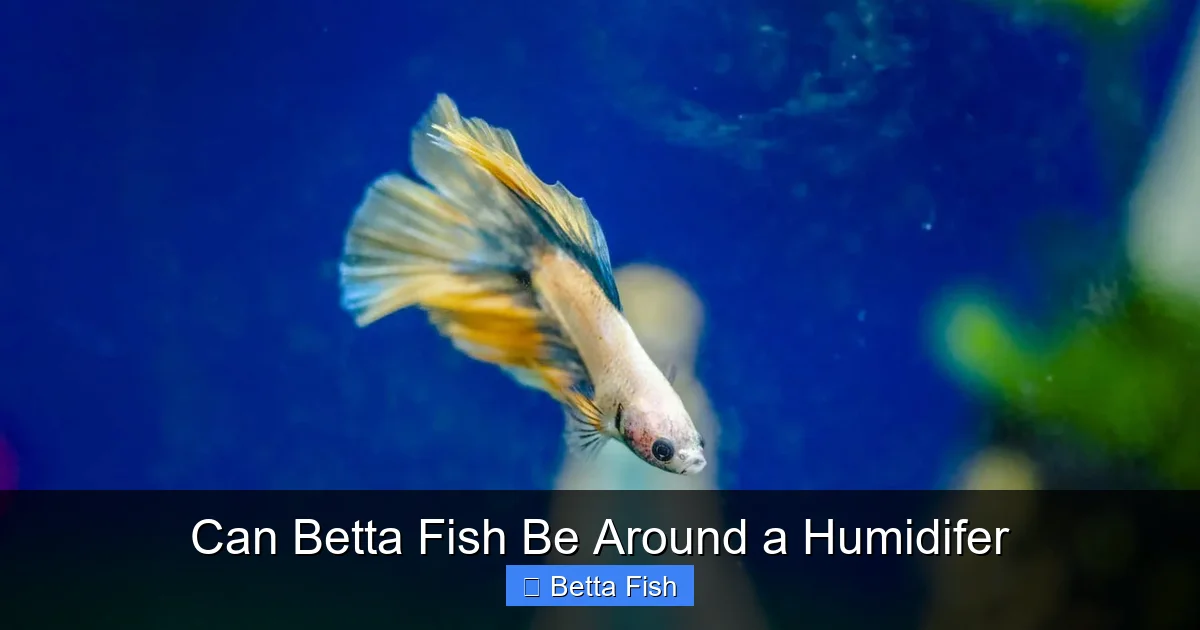 Can Betta Fish Be Around a Humidifer