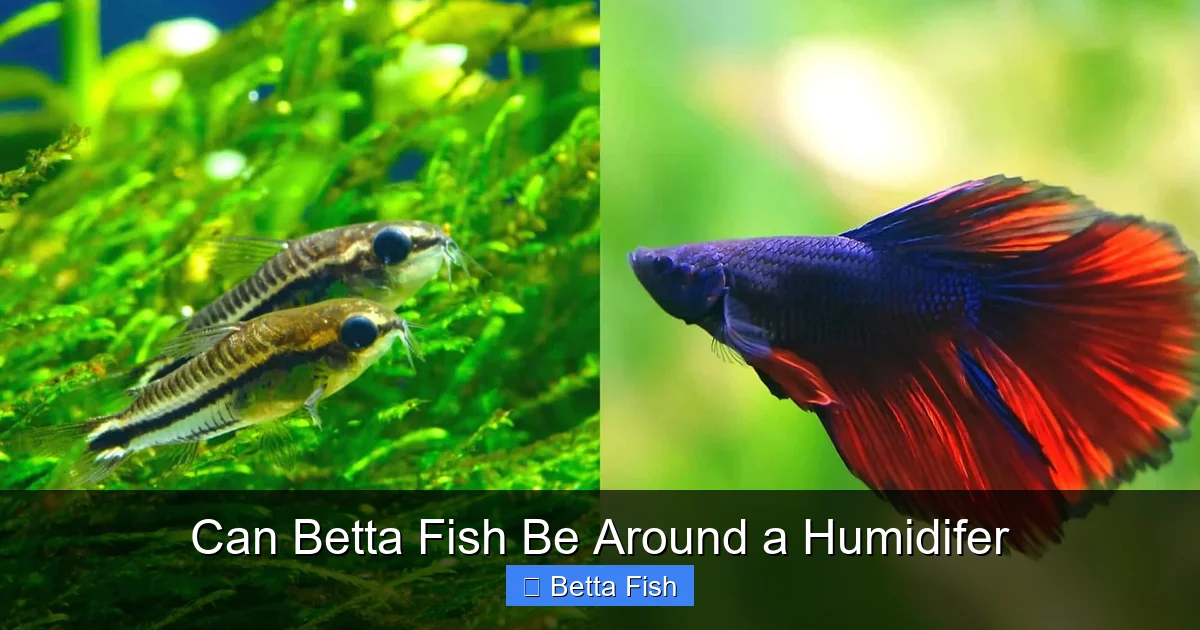 Can Betta Fish Be Around a Humidifer