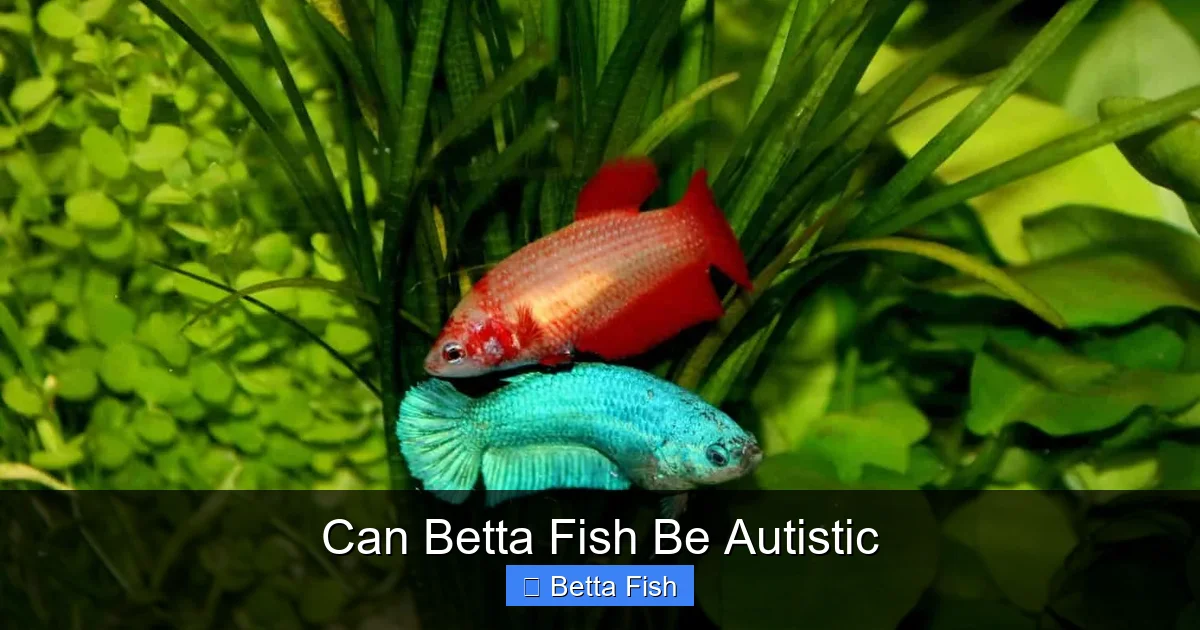 Can Betta Fish Be Autistic