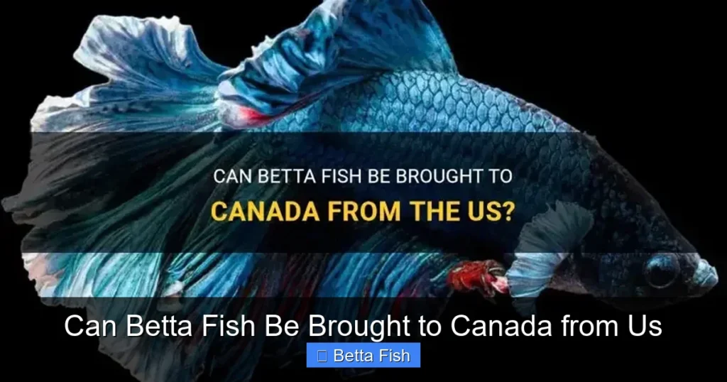 Can Betta Fish Be Brought to Canada from Us